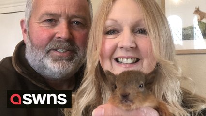 Meet the couple who foster red SQUIRREL kittens