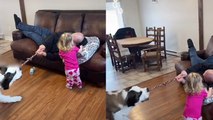 'Strong, competitive dog starts PULLING THE WHOLE SOFA while playing tug of war '