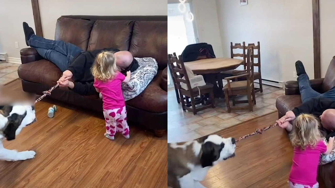 'Strong, competitive dog starts PULLING THE WHOLE SOFA while playing tug of war '