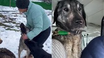 'Abandoned dog gets a new lease on life after getting rescued by a compassionate lady '