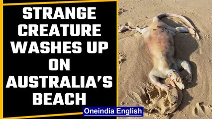 Alien-like creature washes up at Australia’s coast, Watch shocking video |Oneindia News