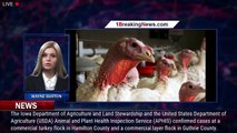 Bird flu: Iowa to kill 1.5M more hens, turkeys due to recent outbreaks - 1breakingnews.com