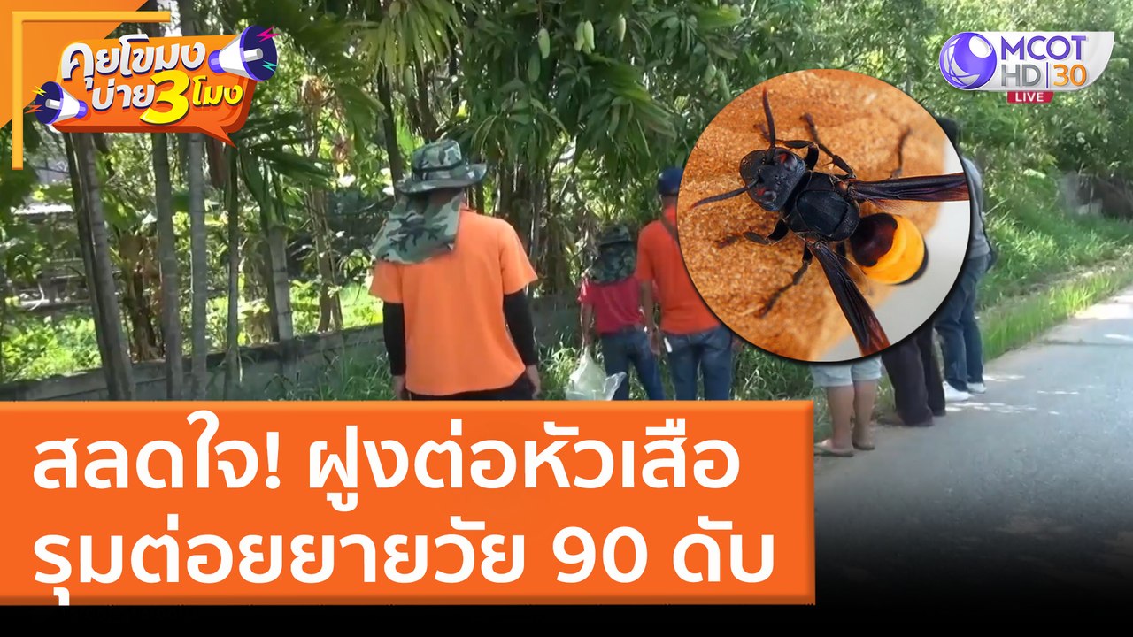 สลดใจ ฝูงต่อหัวเสือ รุมต่อยยายวัย 90 ดับ (31 มี.ค. 65) คุยโขมงบ่าย 3 โมง
