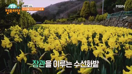 92세 할아버지가 가꾸신 인생이 담긴 수선화 밭! 노란 물결 속으로 가볼까요?
