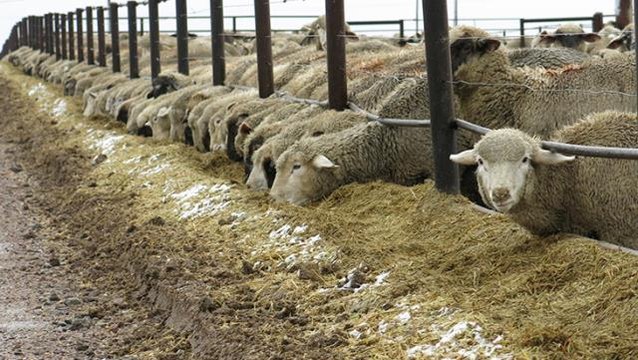 Dünya tarihinde görülmemiş olay diyerek paylaştı: Şanlıurfa'da 17 koyun gözaltında