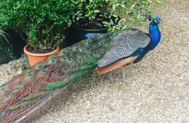 Jealous peacock attacks cars