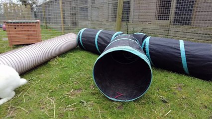 Fat Fluffs rabbit rescue centre