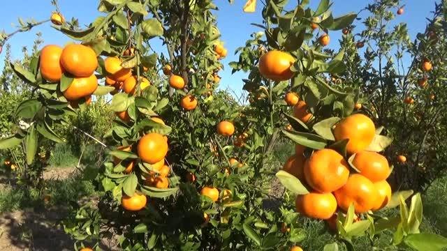 7 mandalina çeşidi geliştirildi