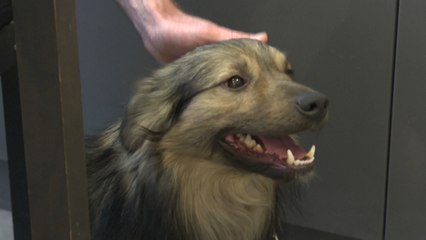 Neues Zuhause für ukrainische Haustiere