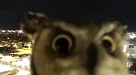 Meraklı baykuş gözlem kamerasını saniye saniye inceledi