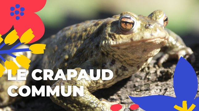 Le crapaud commun | Brèves de nature sauvage à Paris | Paris Podcast | Ville de Paris