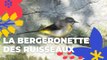 La bergeronnette des ruisseaux | Brèves de nature sauvage | Paris Podcast