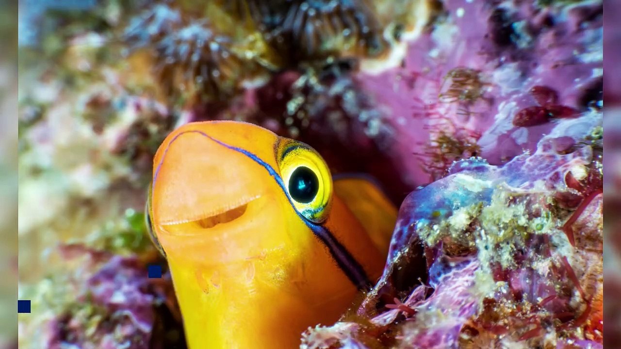 Comedy Wildlife Awards open for entries