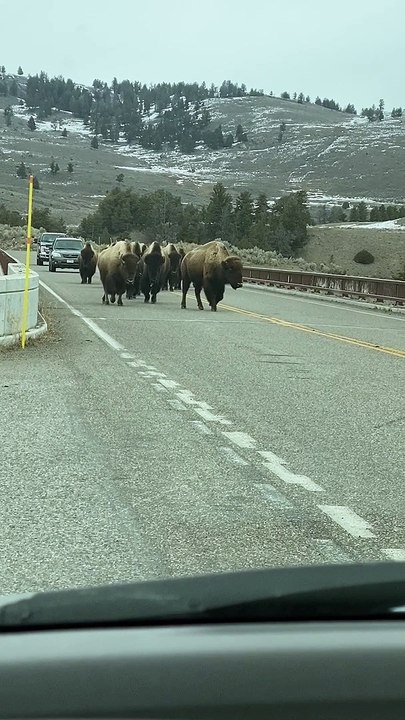 Bison Crossing the Lamar River Bridge