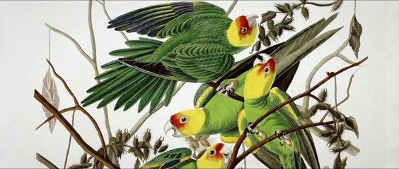 BIRDS OF AMERICA Film