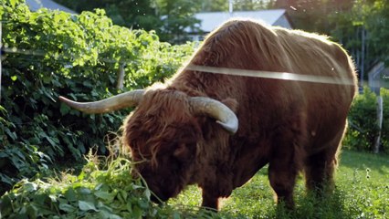 La Famille de la forêt Film Documentaire