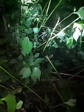 Cães são resgatados em barranco em Brusque