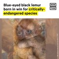 Endangered Blue-Eyed Black Lemur Born in Florida Zoo