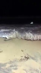Surging waves at Thirroul. Video by Anthony Turner