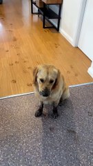 Having Two Young Golden Retrievers Can be a Full Time Job