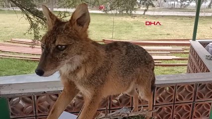EDİRNE'DE İNŞASI SÜREN 'DOĞA VE BÖCEK MÜZESİ' TANITILDI