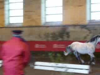 Etalons Haras du Pin Mars 2008 GINGER RAVIGNAN 2
