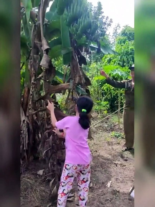 INI NAMANYA PISANG MONYET