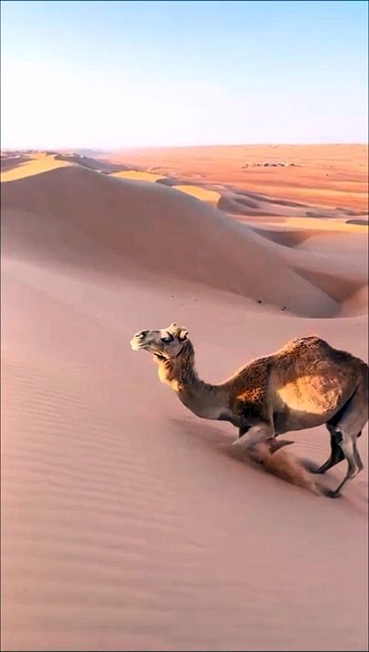 Un dromadaire escalade une dune... jolie technique