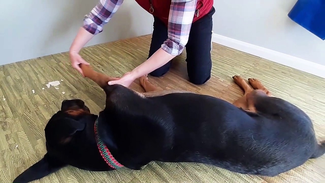Physio therapy for pets