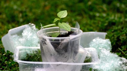La contaminación plástica pone en riesgo la seguridad alimentaria, advierten expertos.