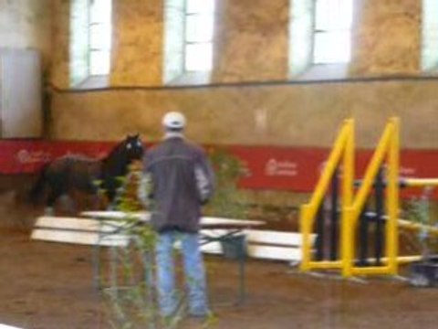 Etalons Haras du Pin Mars 2008 JOLY'S WATSON