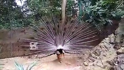 मैसूरु में बढ़ा मोर का कुनबा