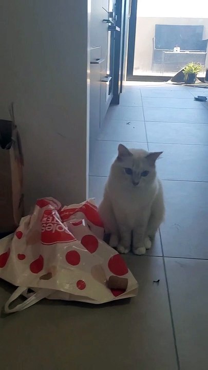 Feline Plays Fetch