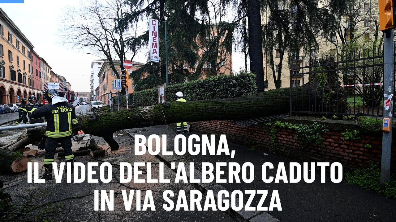 Bologna, il video dell'albero caduto in via Saragozza