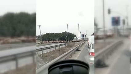 Trafik akışına "koyun sürüsü" molası