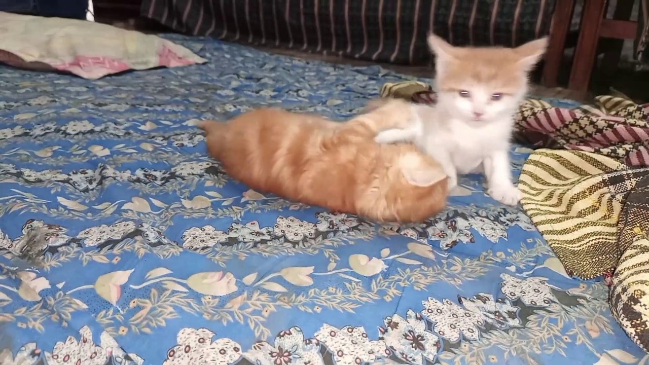 Cute Cats Playing | Kittens blocked camera view while Fighting with each other - Angry Kittens