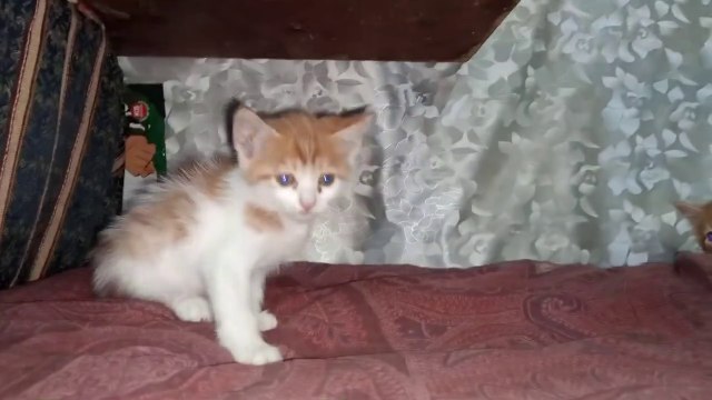 Little Kitten Cleans his Hands Quickly | Fight With Ginger Kitten | Rescued Kittens