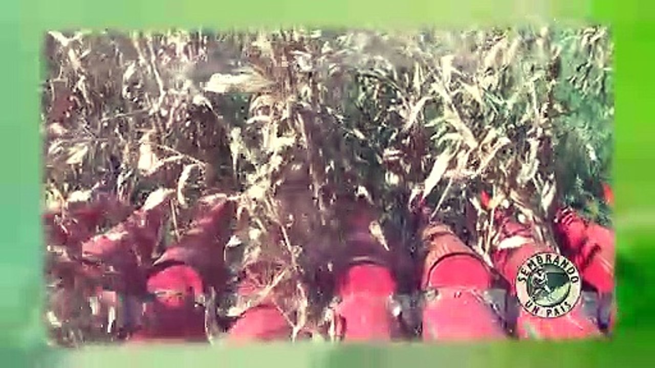 Cómo Criar Truchas (Truchicultura) Parte#3 Alimentación de las Truchas