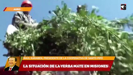 La situación de la yerba mate en Misiones