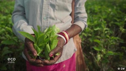 Carbon neutral tea farming in Assam