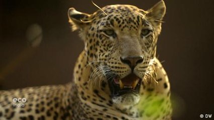 Leopards in Mumbai