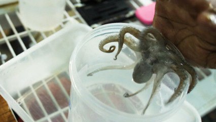 Is octopus farming sustainable?