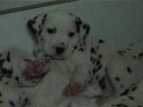 Chiot dalmatien