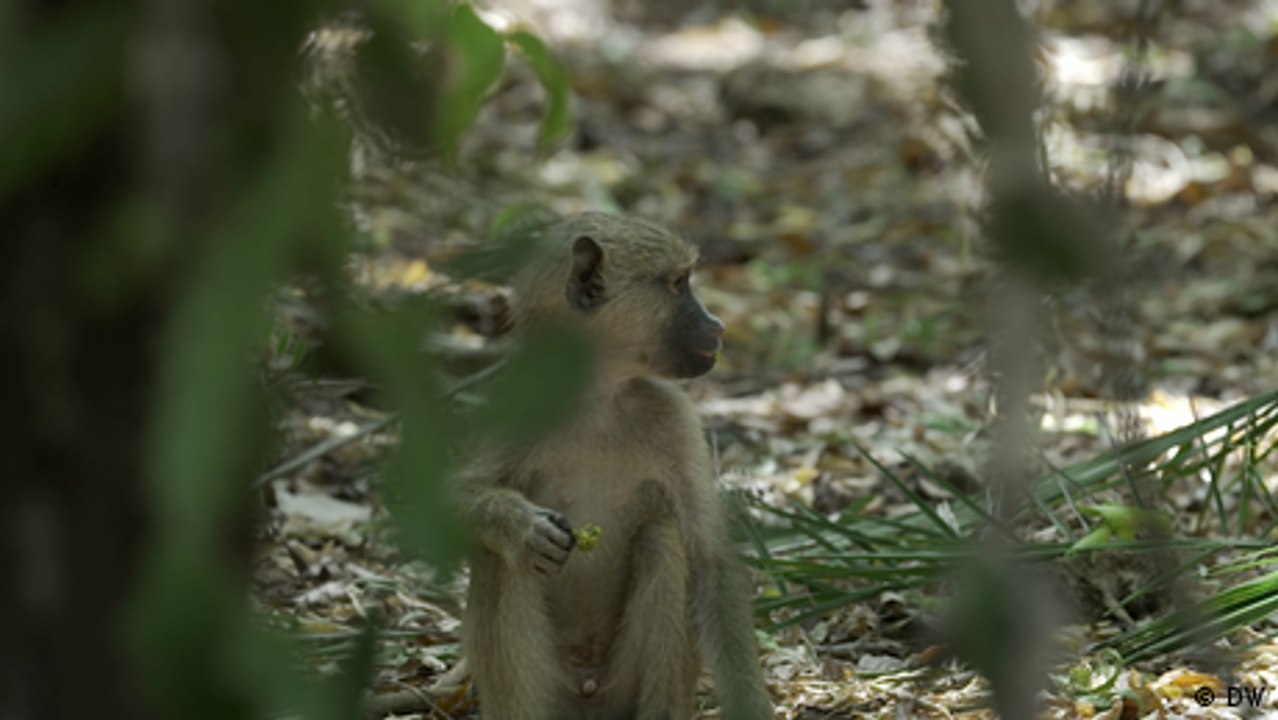 Kenya's 2021 wildlife census