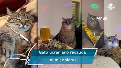 Stepan, el gato de TikTok que recauda donativos para ayudar a animales en Ucrania