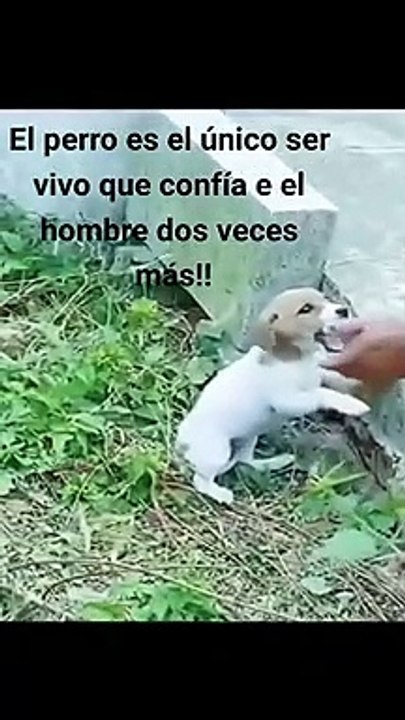 este video te hara llorar (imposible no llorar)