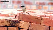 Long-tailed shrike “Lanius schach” is an Asian vagrant