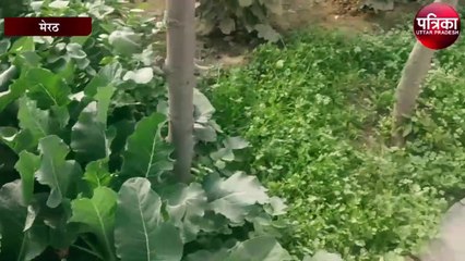 इस फूलगोभी की खासियत जान हो जाएंगे हैरान, हर घर इसके स्वाद का मुरीद