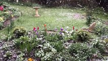 Snow shower in St Leonards on April 1