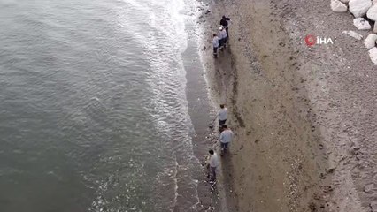 Akdeniz'de kıyılar, ölü zehirli deniz analarından temizleniyor